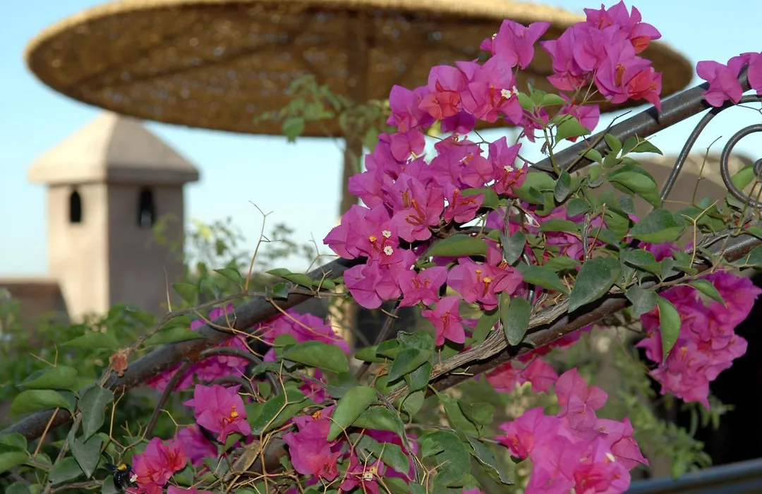 Riad Mehdia & Spa-1
