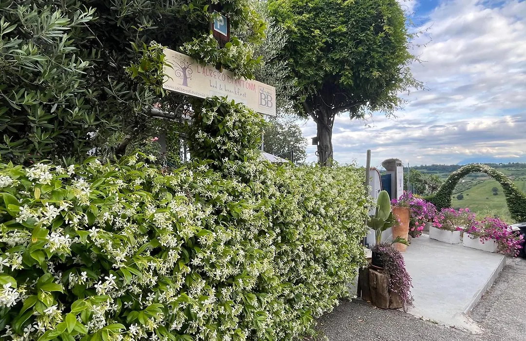 B&B L'Albero Di Antonia-1