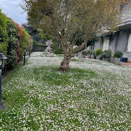 Magnolia-3