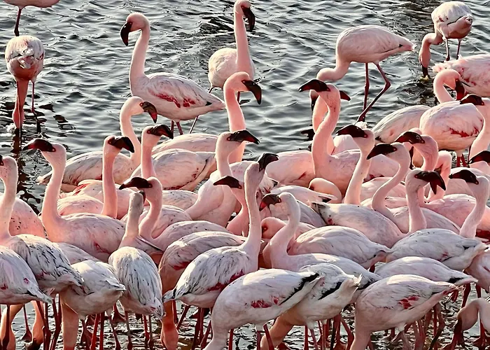 Flamingo Villas Boutique Hotel